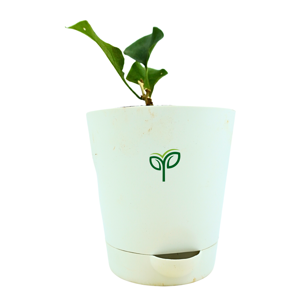Bougainvillea Plant Sapling