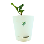 Bougainvillea Plant Sapling