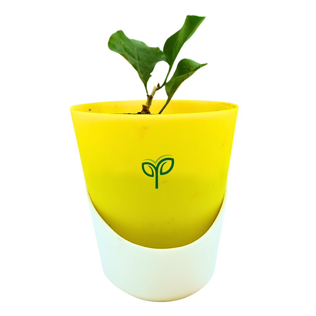 Bougainvillea Plant Sapling