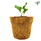 Bougainvillea Plant Sapling