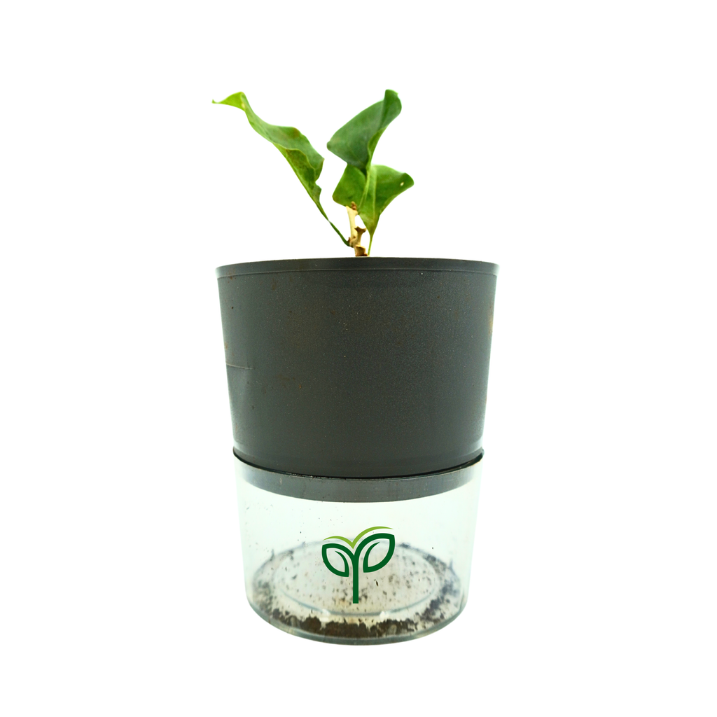Bougainvillea Plant Sapling
