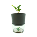 Bougainvillea Plant Sapling