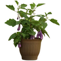 Brinjal Seeds