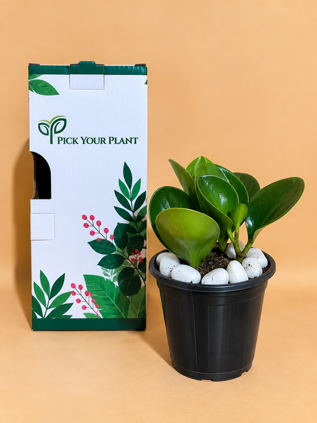 Peperomia Green Plant Sapling (1pc)