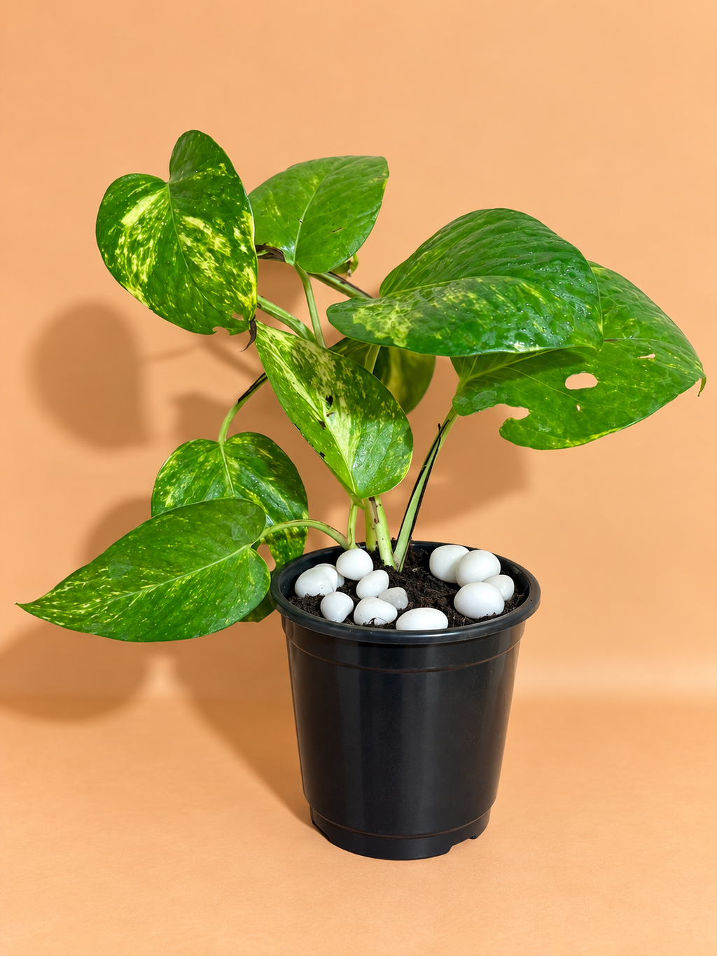 Money Plant Sapling (1pc)
