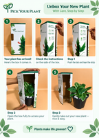 Philodendron Birkin Plant Sapling (1Pc)