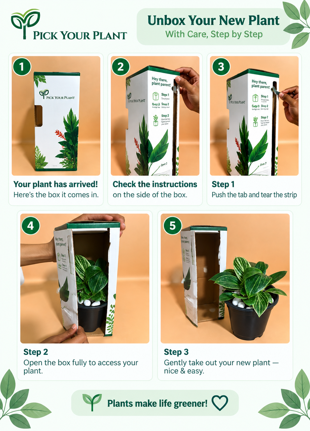 Philodendron Birkin Plant Sapling (1Pc)