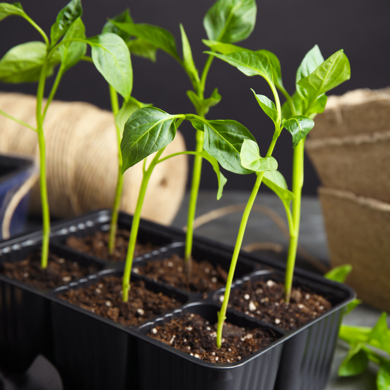 Seedling Tray (6 cavities)