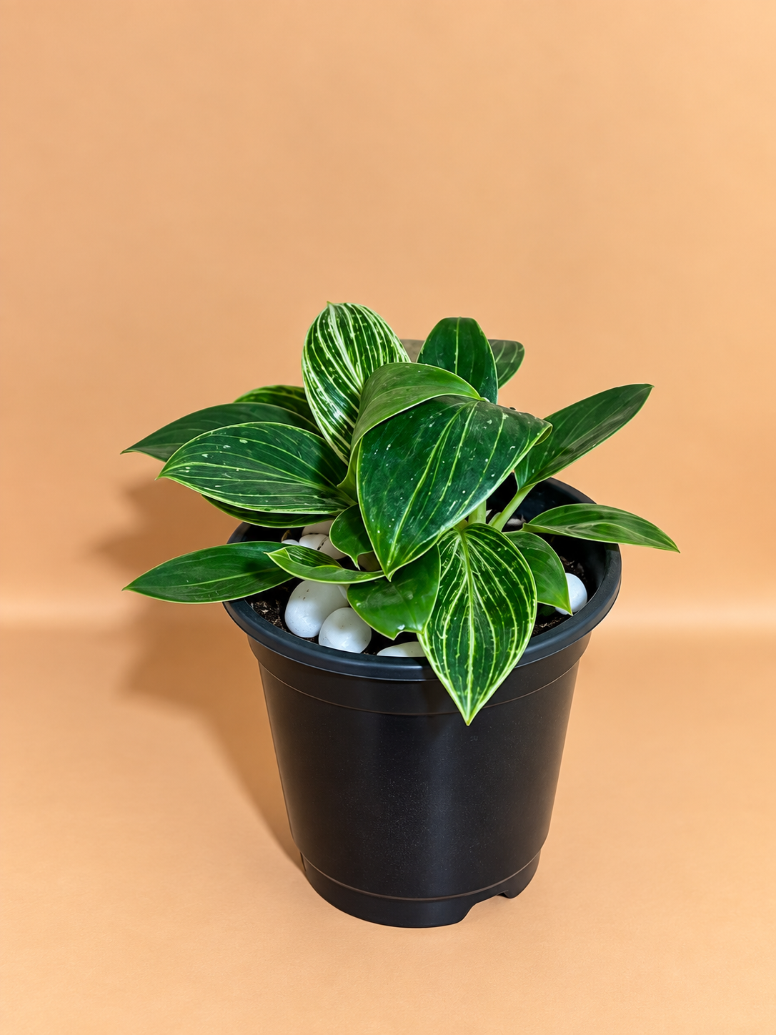 Philodendron Birkin Plant Sapling (1Pc)