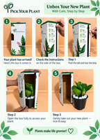 Peperomia Green Plant Sapling (1pc)