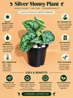 Silver Money Plant Sapling (1pc)