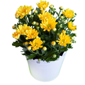 Chrysanthemum yellow plant sapling