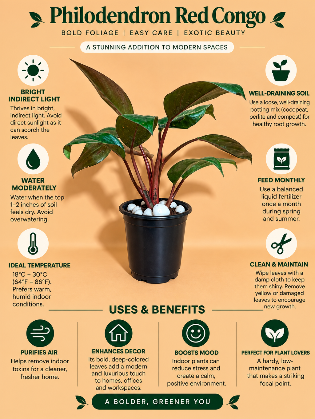 Philodendron red congo plant sapling