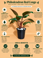 Philodendron red congo plant sapling