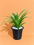 Spider Plant Sapling (1pc)