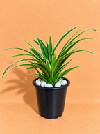 Spider Plant Sapling (1pc)