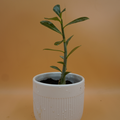 Desert Rose Adenium Plant Sapling