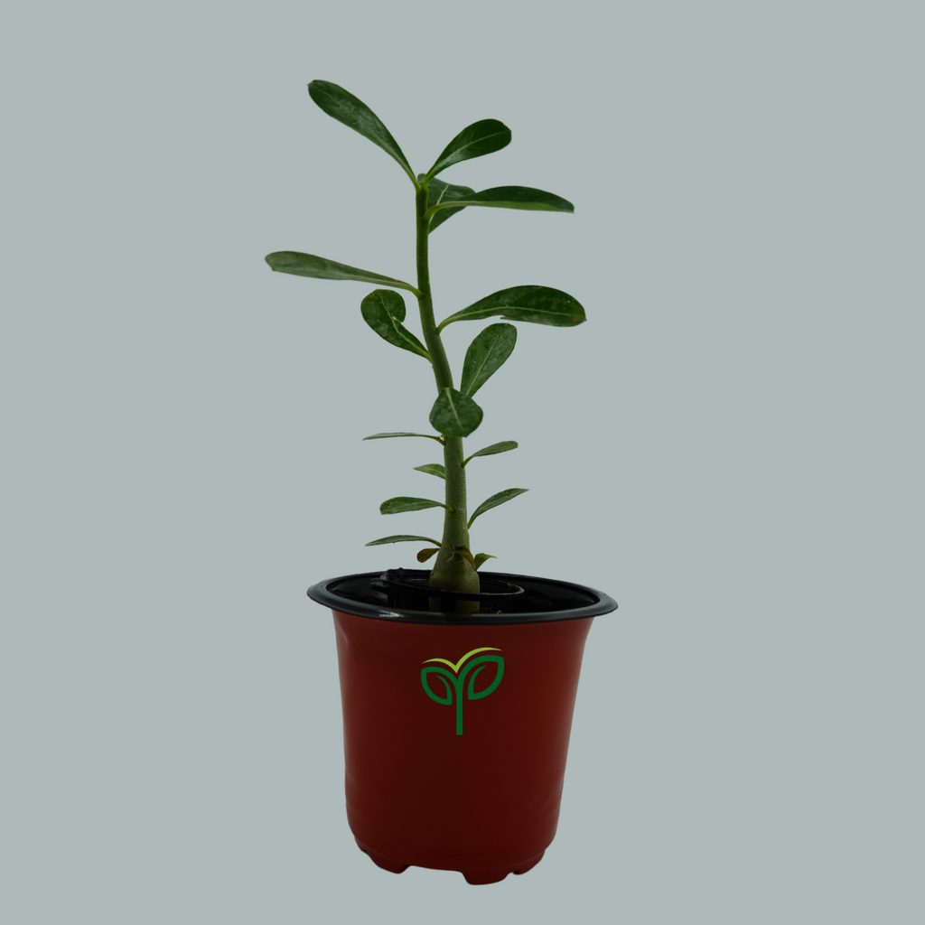 Desert Rose Adenium Plant Sapling