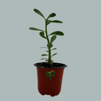 Desert Rose Adenium Plant Sapling