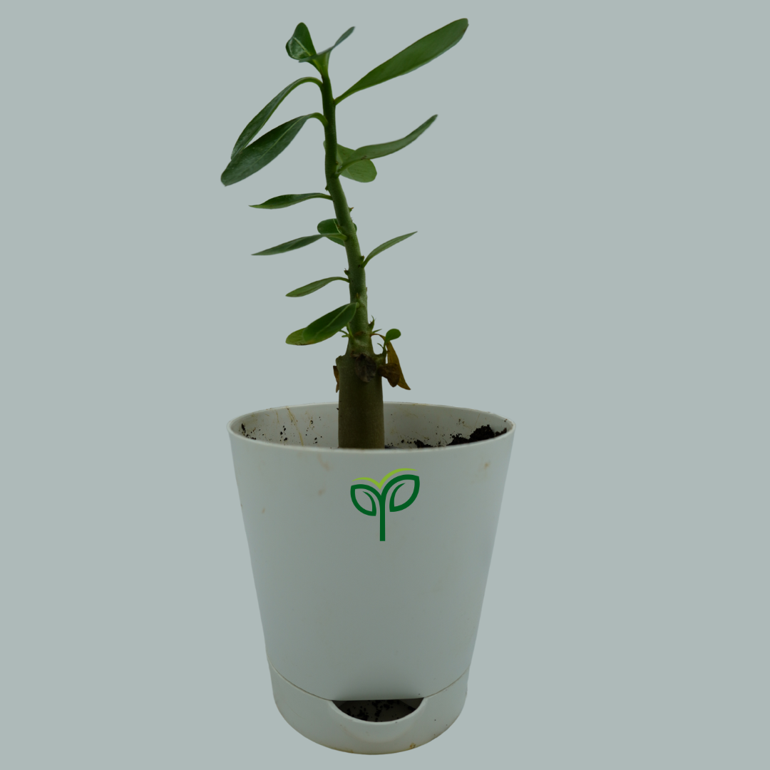 Desert Rose Adenium Plant Sapling