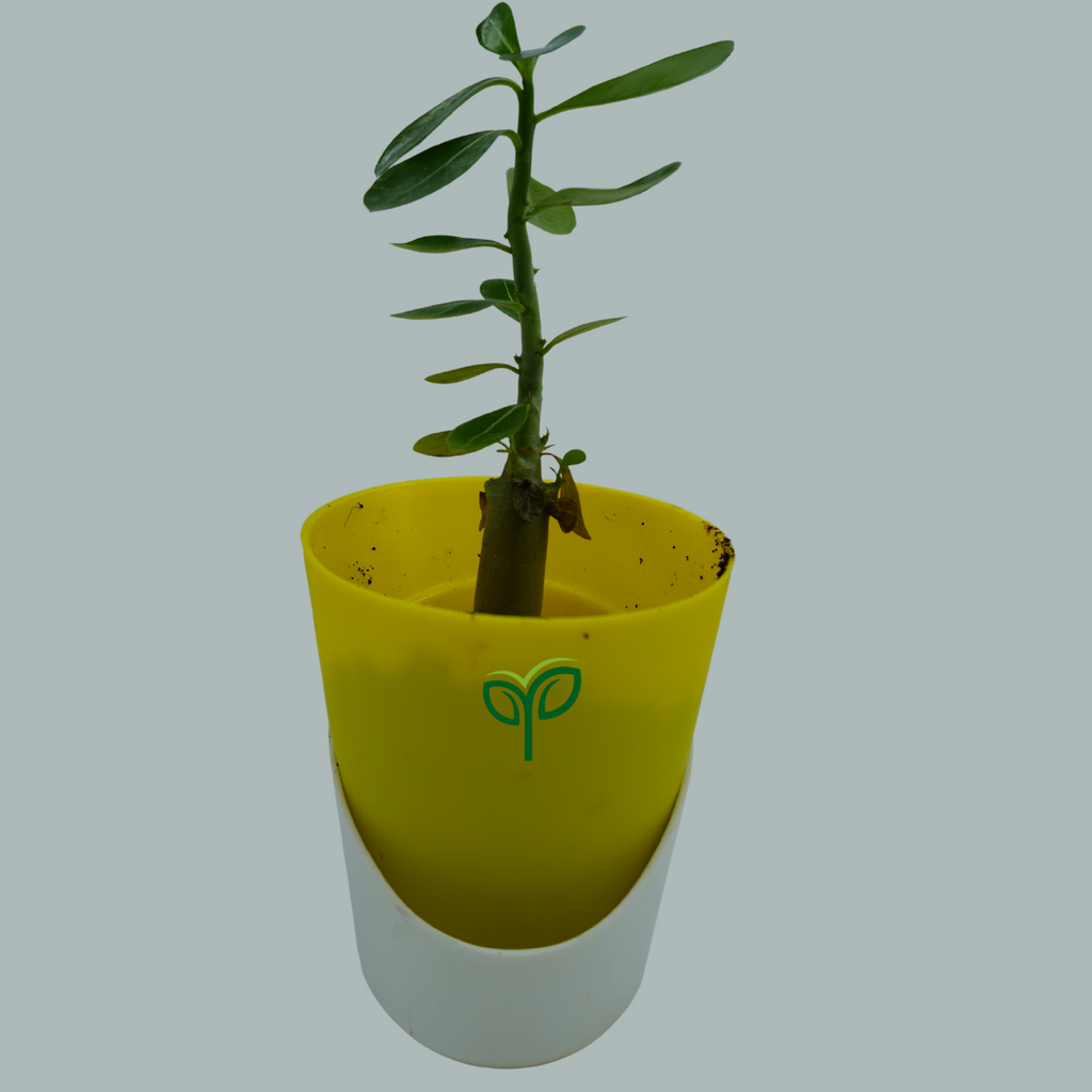 Desert Rose Adenium Plant Sapling