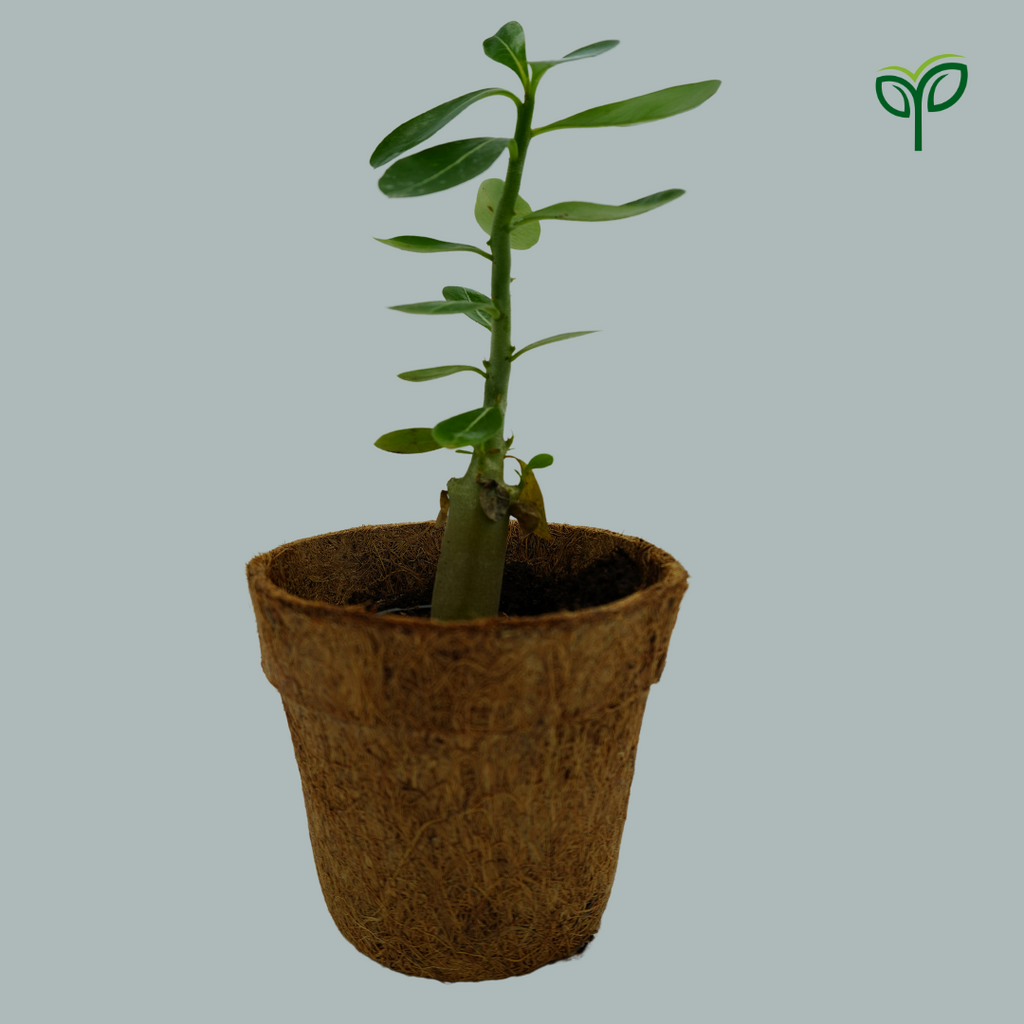 Desert Rose Adenium Plant Sapling