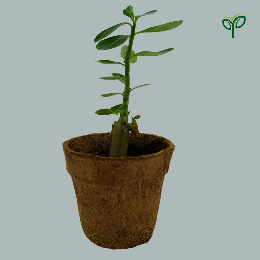 Desert Rose Adenium Plant Sapling