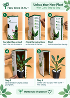 Desert Rose Adenium Plant Sapling