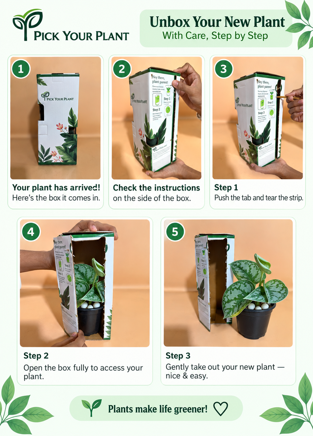 Silver Money Plant Sapling (1pc)