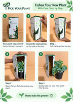 Silver Money Plant Sapling (1pc)