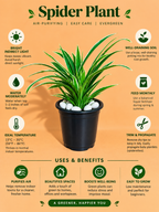 Spider Plant Sapling (1pc)