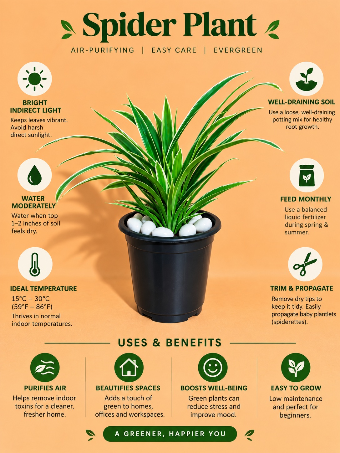 Spider Plant Sapling (1pc)