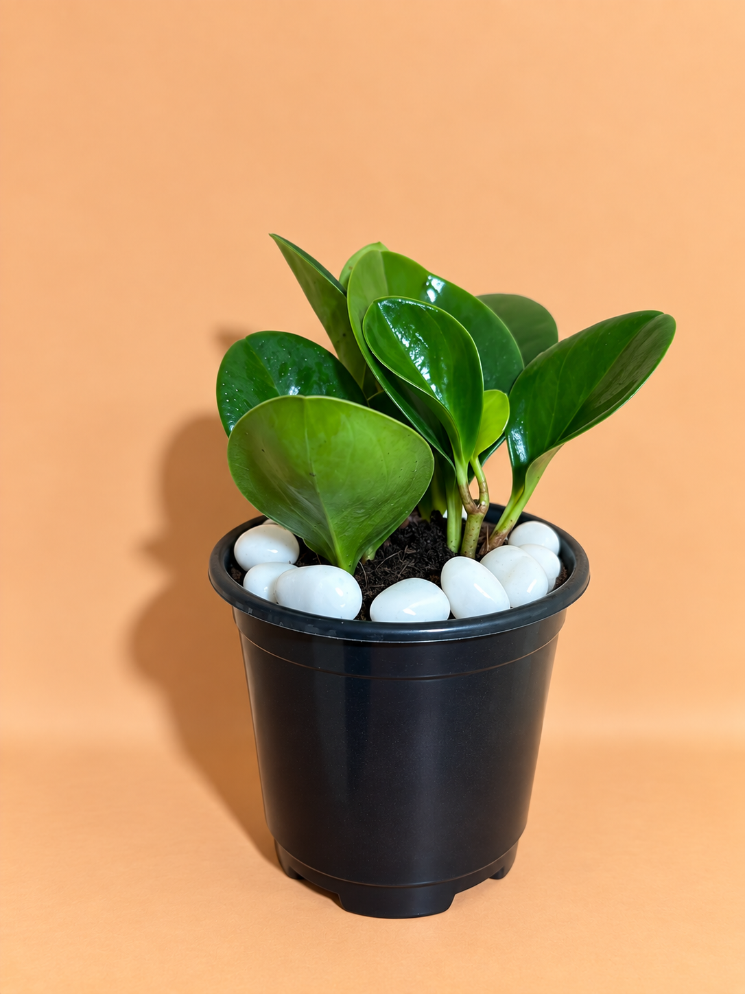 Peperomia Green Plant Sapling (1pc)