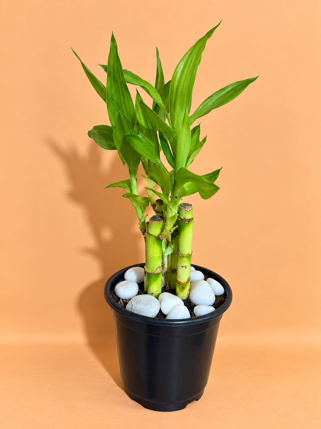 Lucky Bamboo Plant Saplings (5pcs)