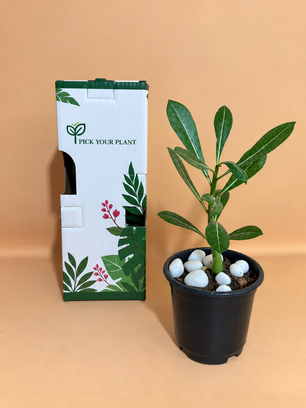 Desert Rose Adenium Plant Sapling