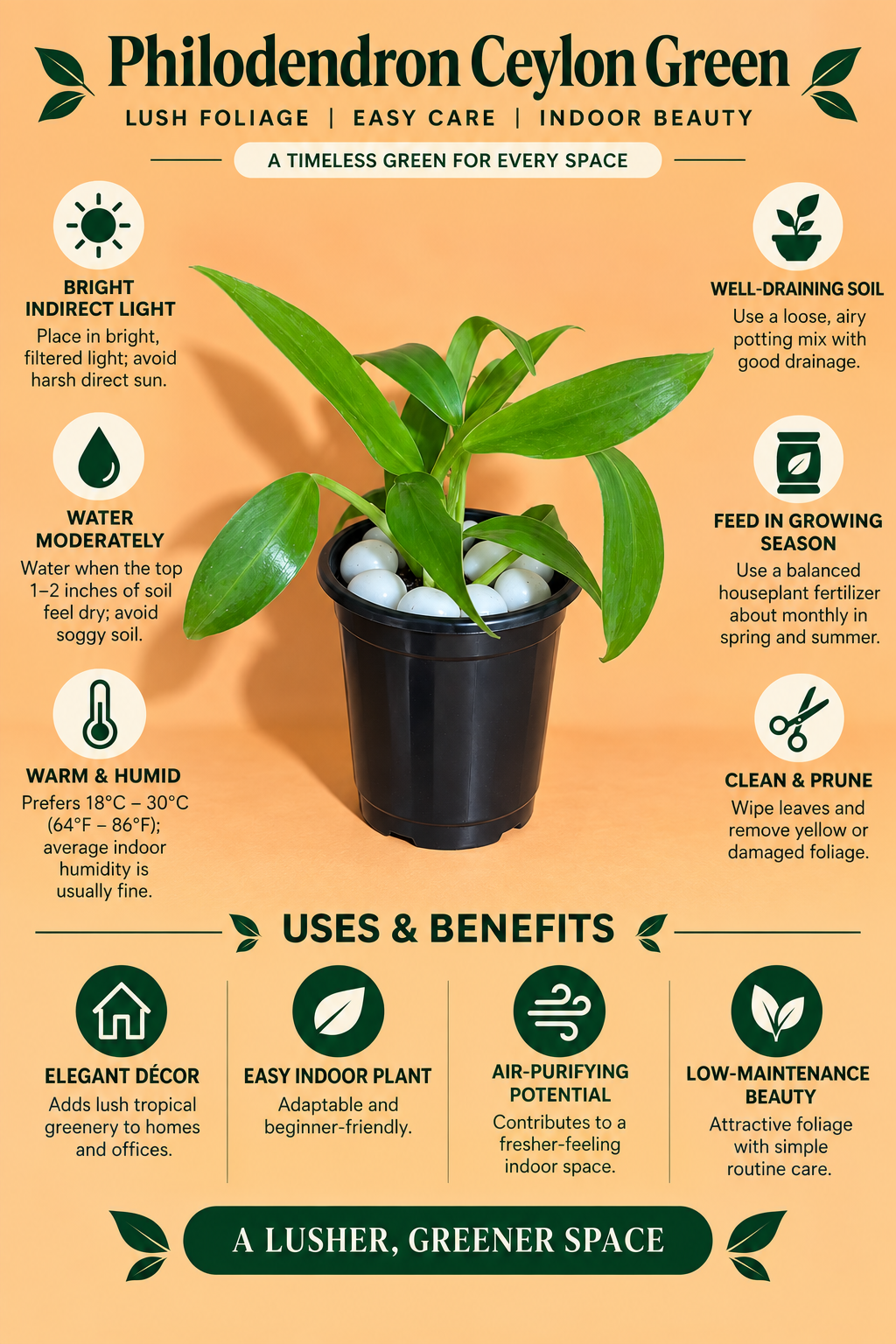 Philodendron Ceylon Green Plant (1pc)