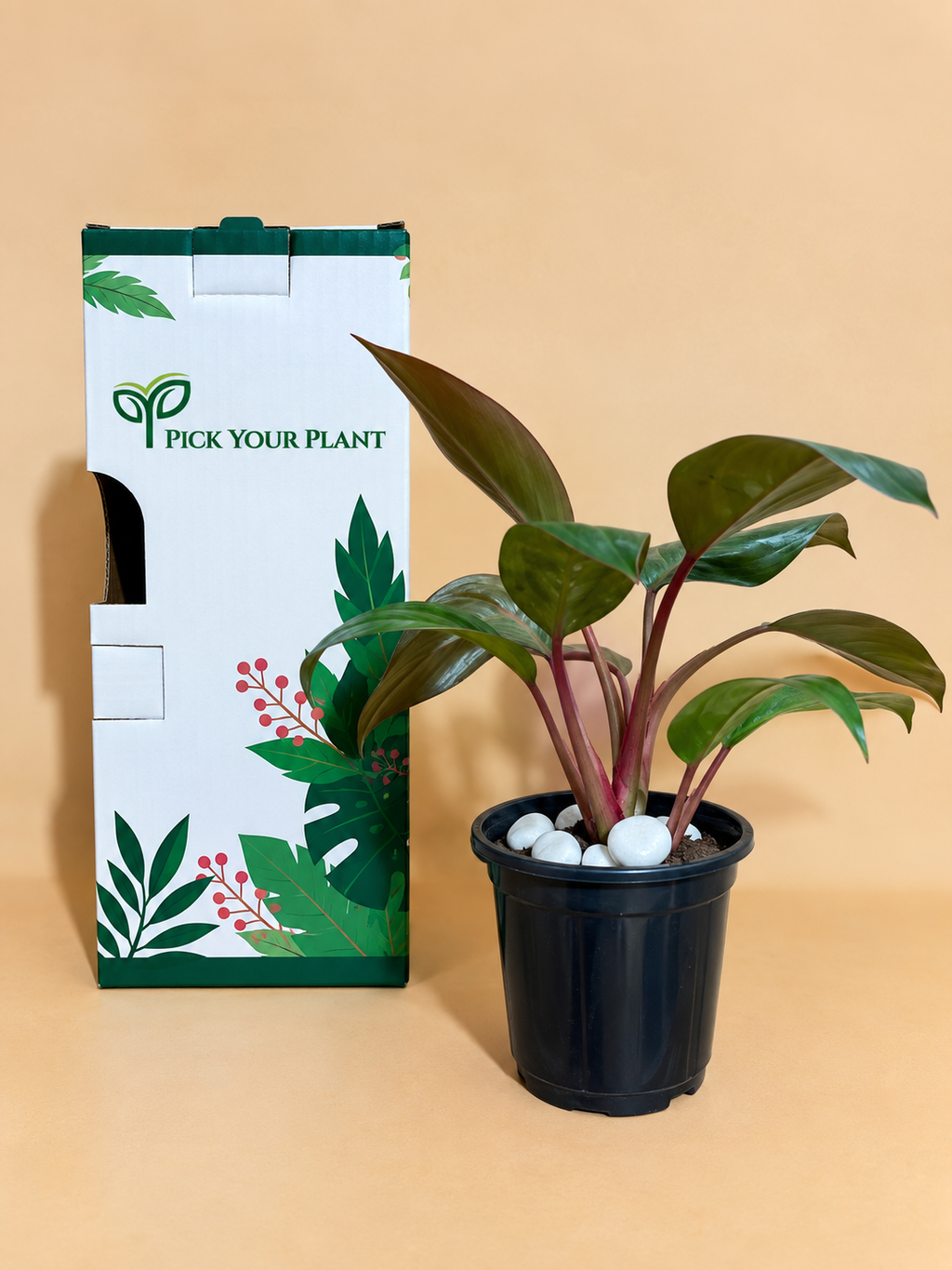 Philodendron red congo plant sapling