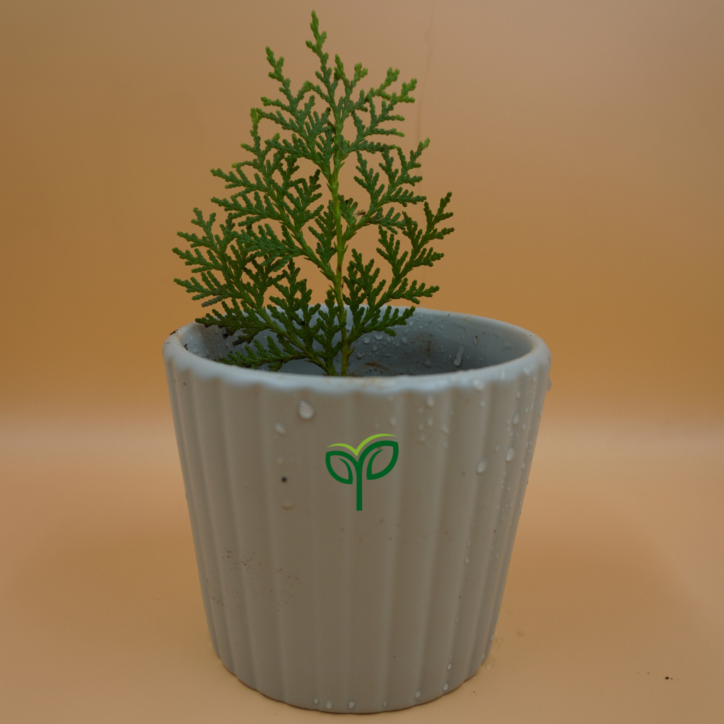 Golden Thuja Plant Sapling