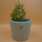 Golden Thuja Plant Sapling