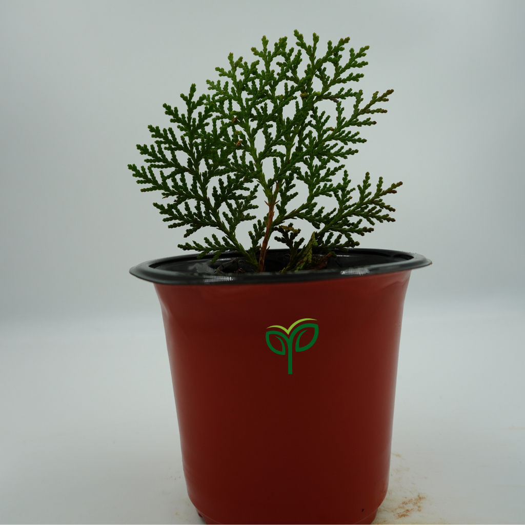 Golden Thuja Plant Sapling
