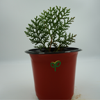 Golden Thuja Plant Sapling