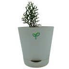 Golden Thuja Plant Sapling