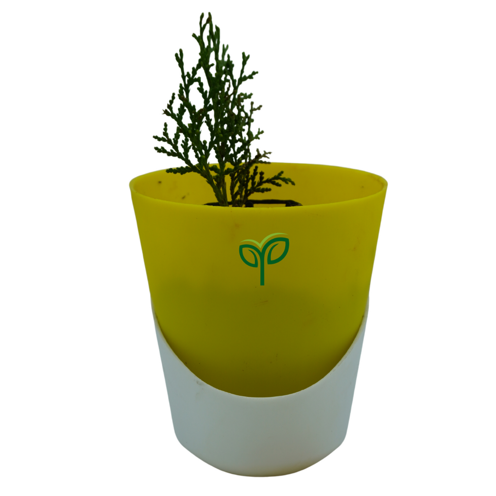 Golden Thuja Plant Sapling