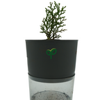 Golden Thuja Plant Sapling