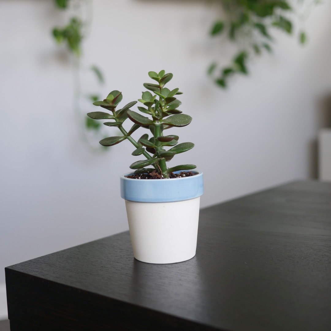 Jade Plant Sapling