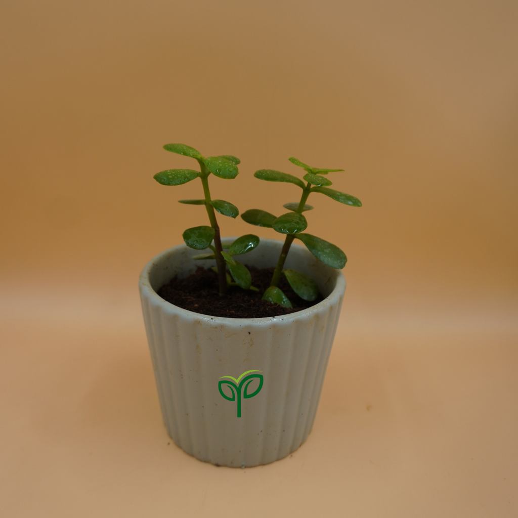 Jade Plant Sapling