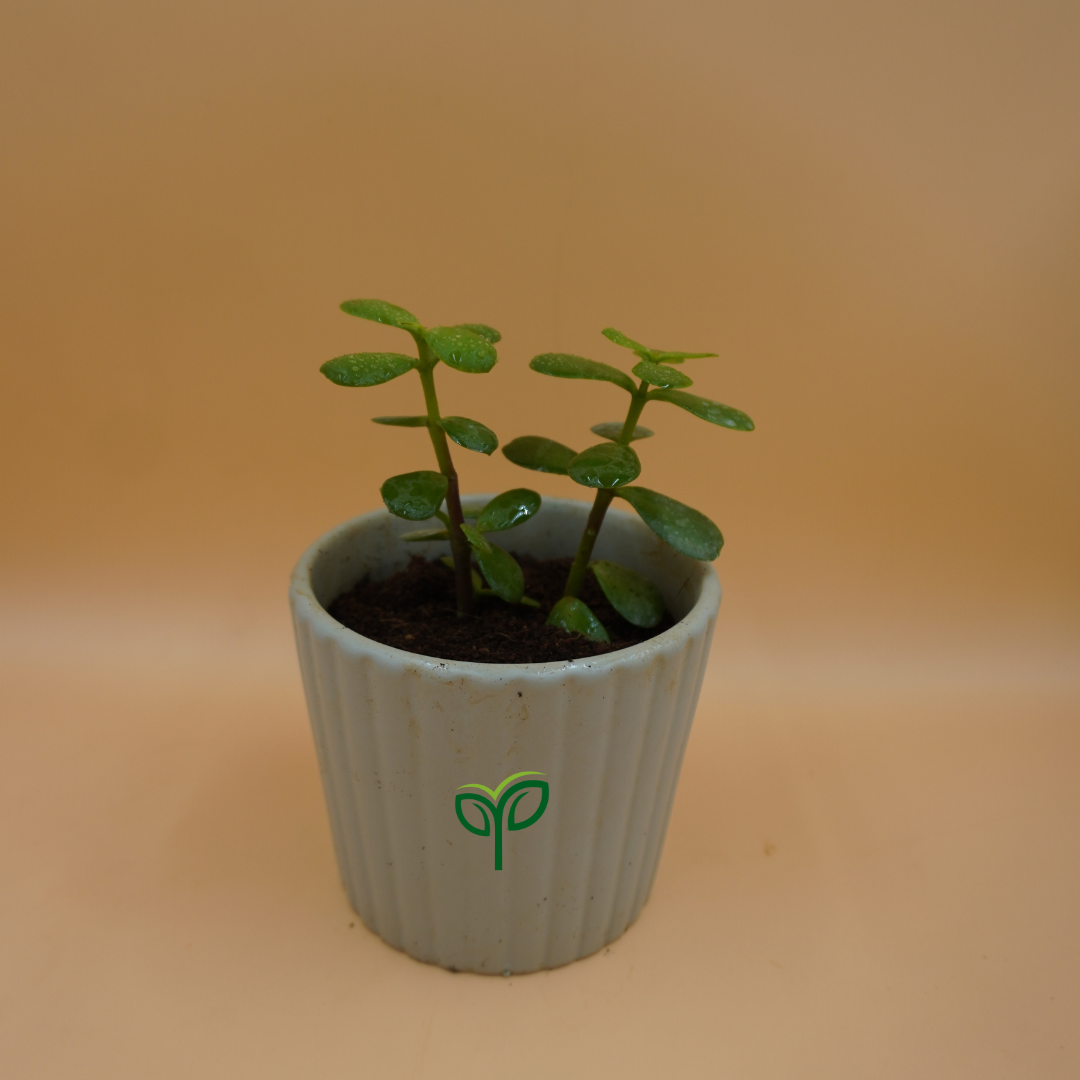 Jade Plant Sapling
