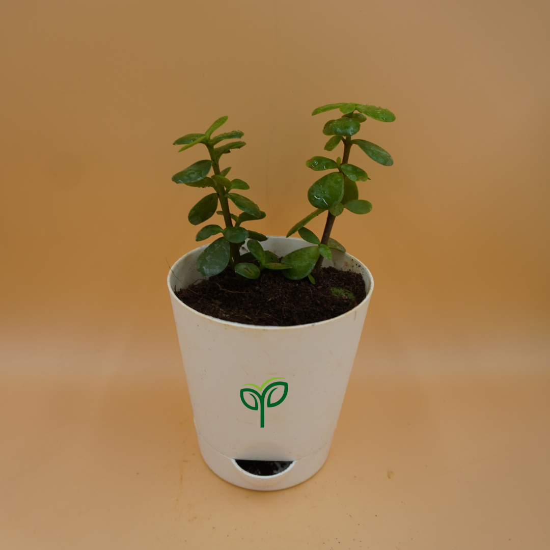 Jade Plant Sapling