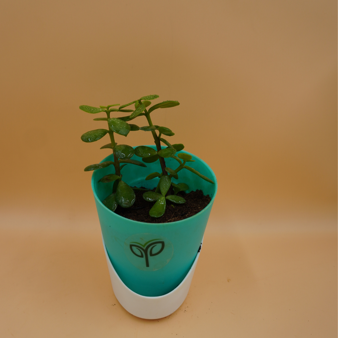 Jade Plant Sapling