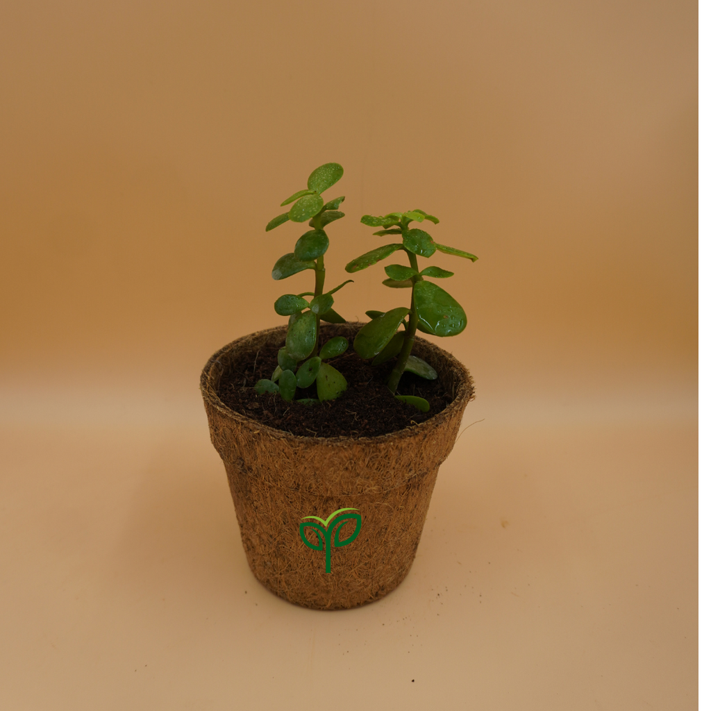 Jade Plant Sapling